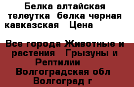 Белка алтайская телеутка, белка черная кавказская › Цена ­ 5 000 - Все города Животные и растения » Грызуны и Рептилии   . Волгоградская обл.,Волгоград г.